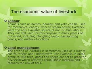 cattle and poultry farming | PPTX