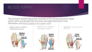 BLOOD SUPPLY:
The wrist joint receives blood from branches of the dorsal and palmar carpal
arches, which are derived from the ulnar and radial arteries (for more
information, see Blood Supply to the Upper Limb)
• Median nerve – Anterior
interosseous branch.
• Radial nerve – Posterior
interosseous branch.
• Ulnar nerve – deep and dorsal
branches.
 