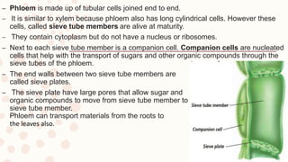 Plant Structure and function-Biology | PPTX