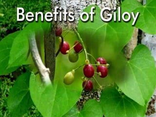 GILOY JUICE FOR STRENGTH AND PROTECTION