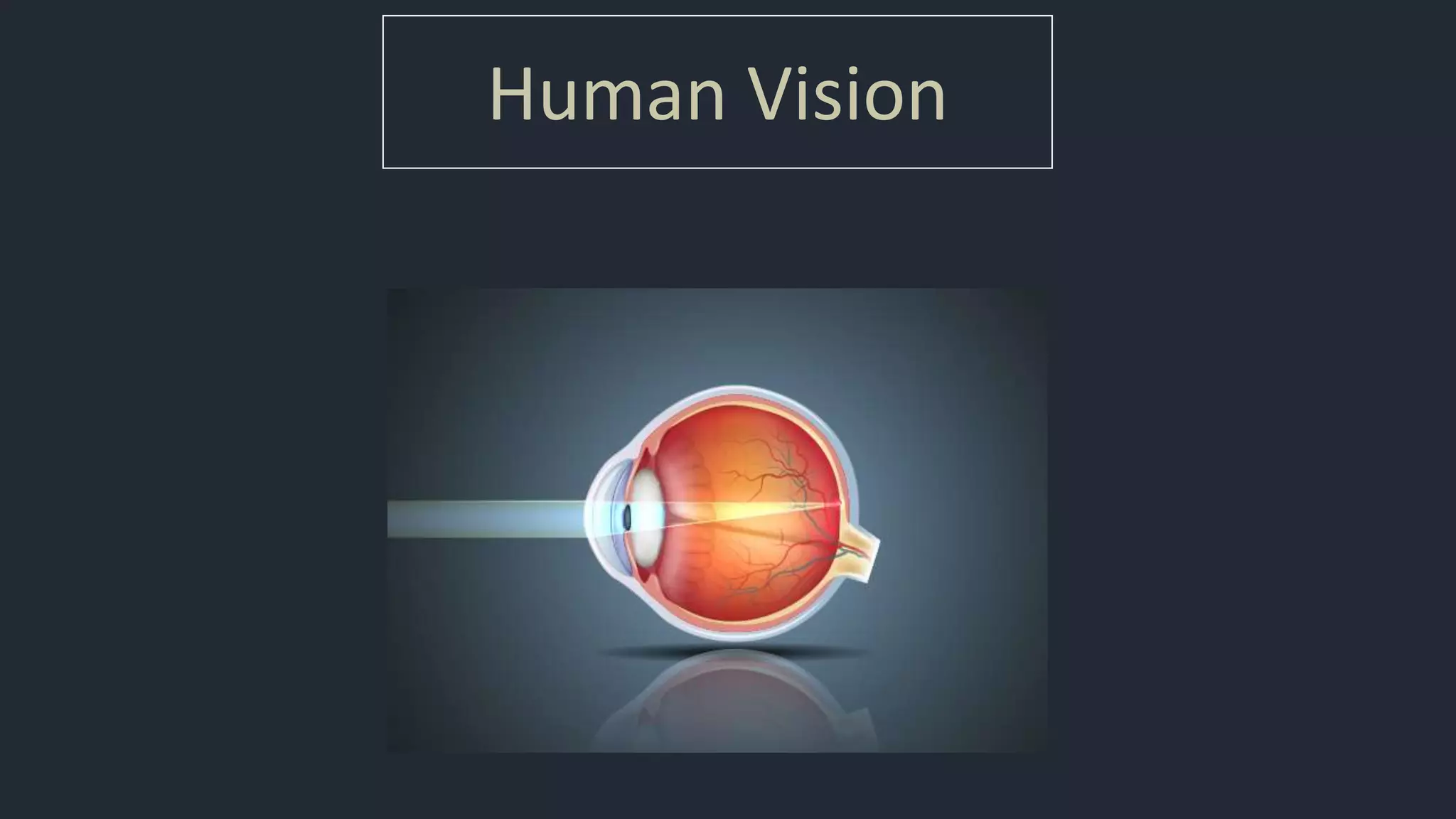 Human Vision
 