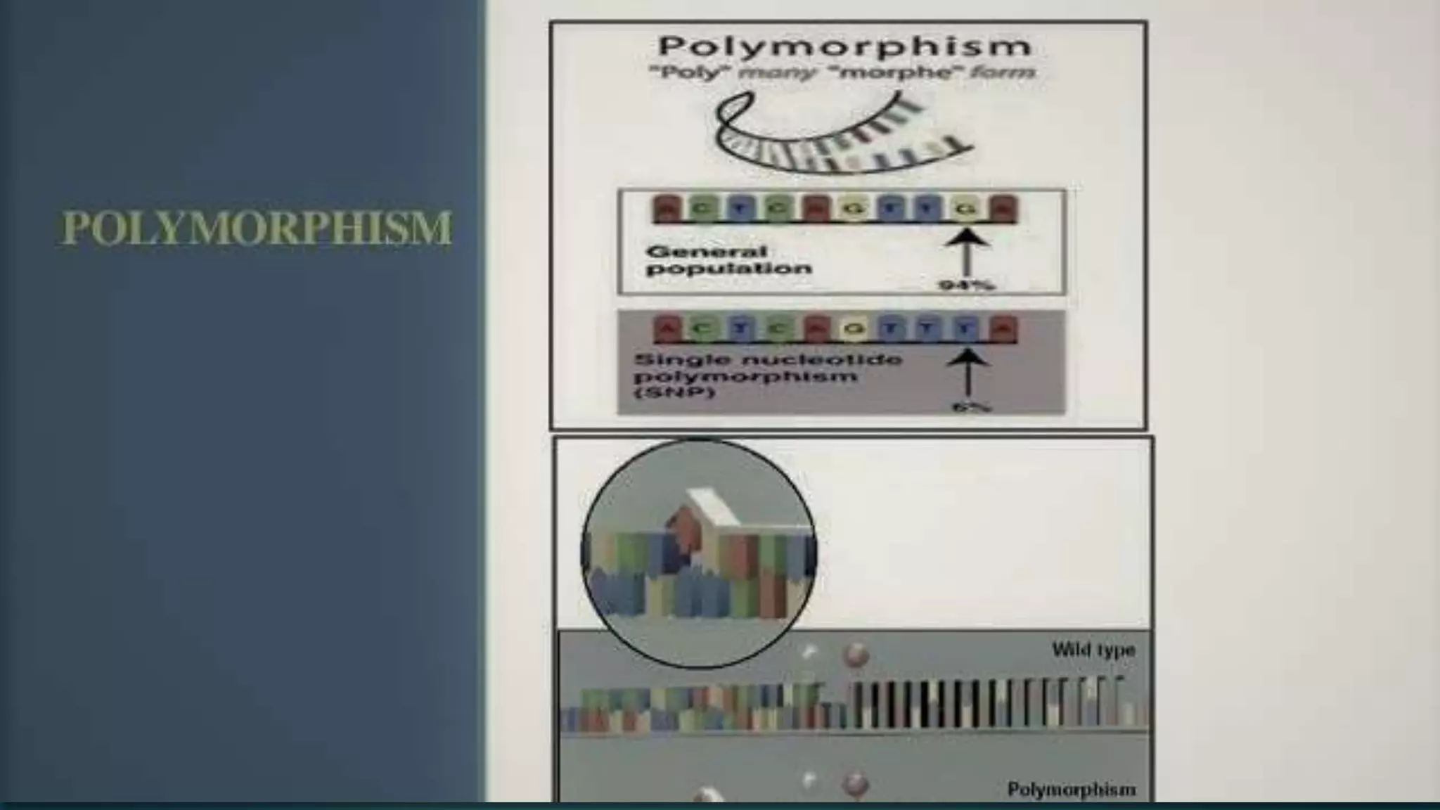 polymorphism | PPTX | Genetics | Science
