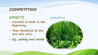 COMPETITION
EFFECTS
• Harmful to both in the
beginning.
• Then beneficial to the
one who wins.
• Eg ; paddy and weeds
EXAMPLE
 