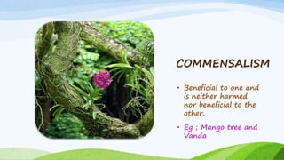 COMMENSALISM
• Beneficial to one and
is neither harmed
nor beneficial to the
other.
• Eg ; Mango tree and
Vanda
 
