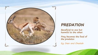 Beneficial to one but
harmful to the other.
Prey becomes the food of
the predator.
Eg; Deer and Cheetah
PREDATION
 