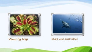 Venus fly trap Shark and small fishes
 