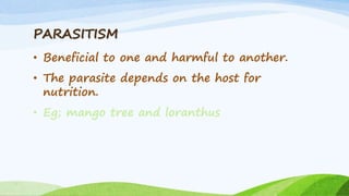 PARASITISM
• Beneficial to one and harmful to another.
• The parasite depends on the host for
nutrition.
• Eg; mango tree and loranthus
 