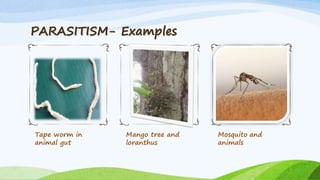 PARASITISM- Examples
Tape worm in
animal gut
Mango tree and
loranthus
Mosquito and
animals
 
