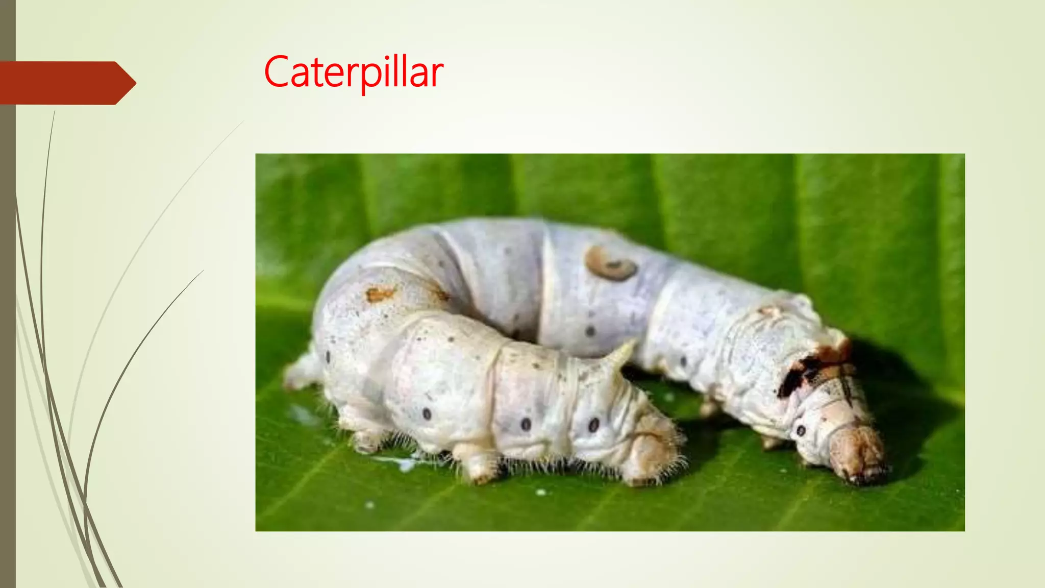 Caterpillar
 