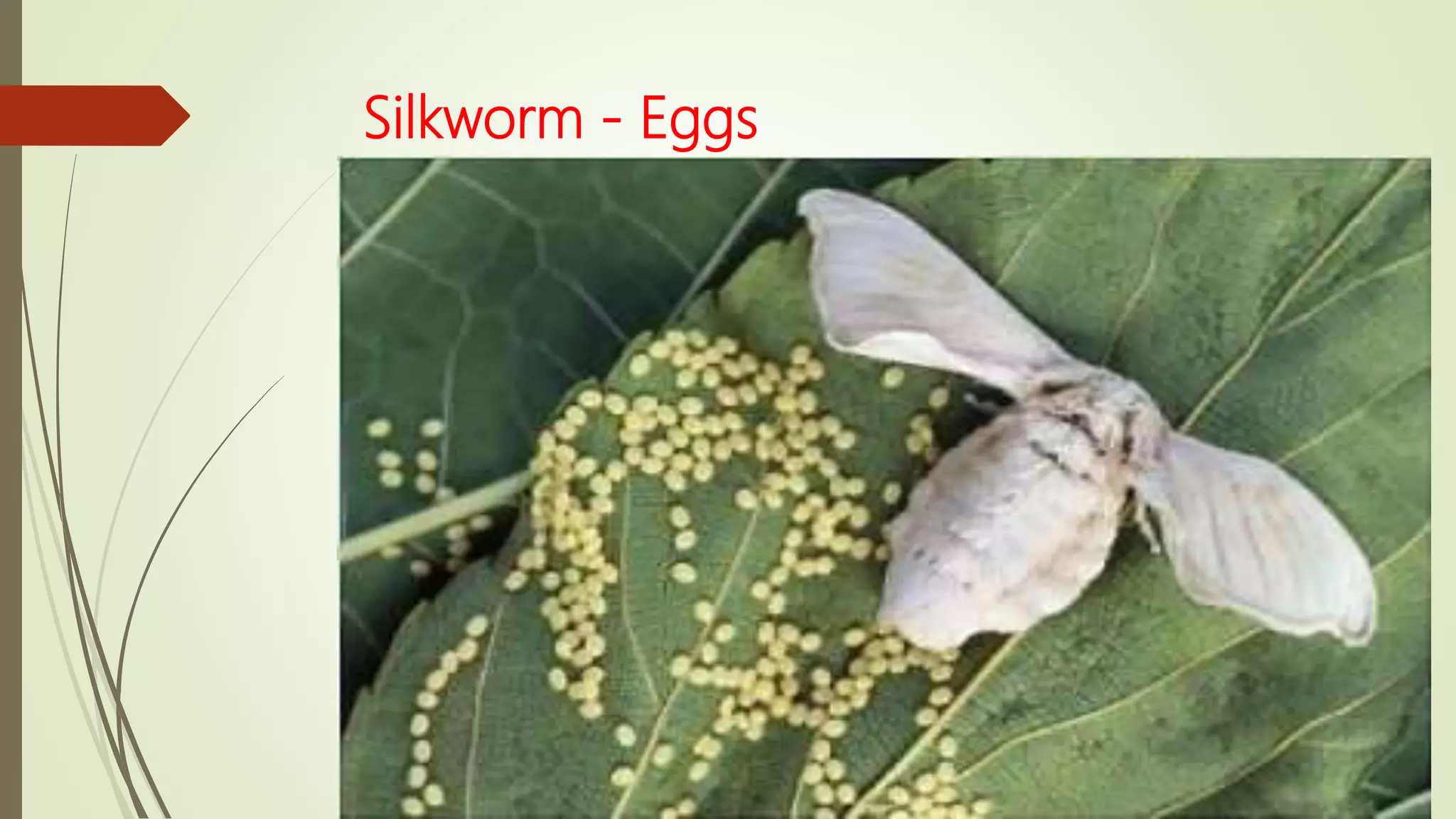 Silkworm - Eggs
 
