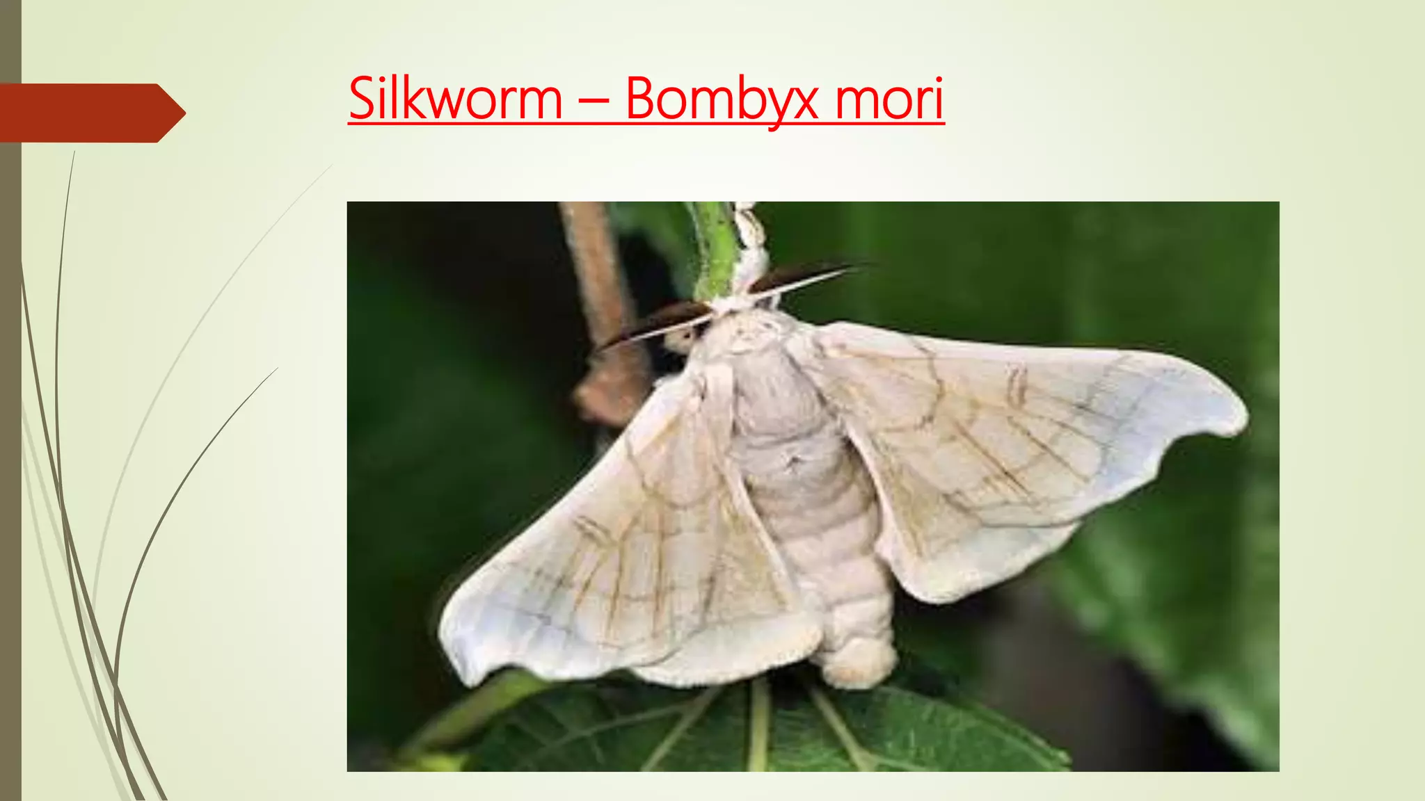 Silkworm – Bombyx mori
 