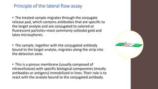 Principle of the lateral flow assay
• The treated sample migrates through the conjugate
release pad, which contains antibodies that are specific to
the target analyte and are conjugated to colored or
fluorescent particles–most commonly colloidal gold and
latex microspheres.
• The sample, together with the conjugated antibody
bound to the target analyte, migrates along the strip into
the detection zone.
• This is a porous membrane (usually composed of
nitrocellulose) with specific biological components (mostly
antibodies or antigens) immobilized in lines. Their role is to
react with the analyte bound to the conjugated antibody.
 
