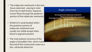 • The trabecular meshwork is the next
tissue observed , varying in color
from tan to dark brown. Aqueous
humor flows through the posterior
portion of the trabecular meshwork.
• Schlemm’s canal located within
the posterior portion of
trabecular meshwork and
usually not visible except when
blood or pigment present.
• The most anterior structure of the
angle is Schwalbe's line. which marks
the end of the comea and is seen as a
thin, refractile white line.
 