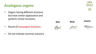 Analogous organs
• Organs having different structure
but have similar appearance and
perform similar functions.
• Result of Convergent Evolution
• Do not indicate common ancestry
 