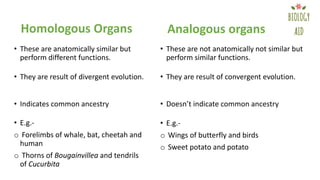 • These are anatomically similar but
perform different functions.
• These are not anatomically not similar but
perform similar functions.
Homologous Organs Analogous organs
• They are result of divergent evolution. • They are result of convergent evolution.
• Indicates common ancestry • Doesn’t indicate common ancestry
• E.g.-
o Forelimbs of whale, bat, cheetah and
human
o Thorns of Bougainvillea and tendrils
of Cucurbita
• E.g.-
o Wings of butterfly and birds
o Sweet potato and potato
 