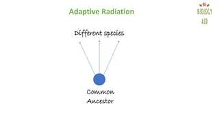 Adaptive Radiation
Common
Ancestor
Different species
 
