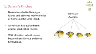 1. Darwin’s Finches
• Darwin travelled to Galapagos
islands and observed many varieties
of finches on the same island.
• All varieties had evolved from
original seed-eating finches.
• With alteration in beaks some
became insectivorous and some
herbivorous.
Common
Ancestor
 