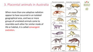 3. Placental animals in Australia
When more than one adaptive radiation
appear to have occurred in an isolated
geographical area, and two or more
groups of unrelated animals come to
resemble each other for similar mode of
life or habitat, it is called convergent
evolution.
 