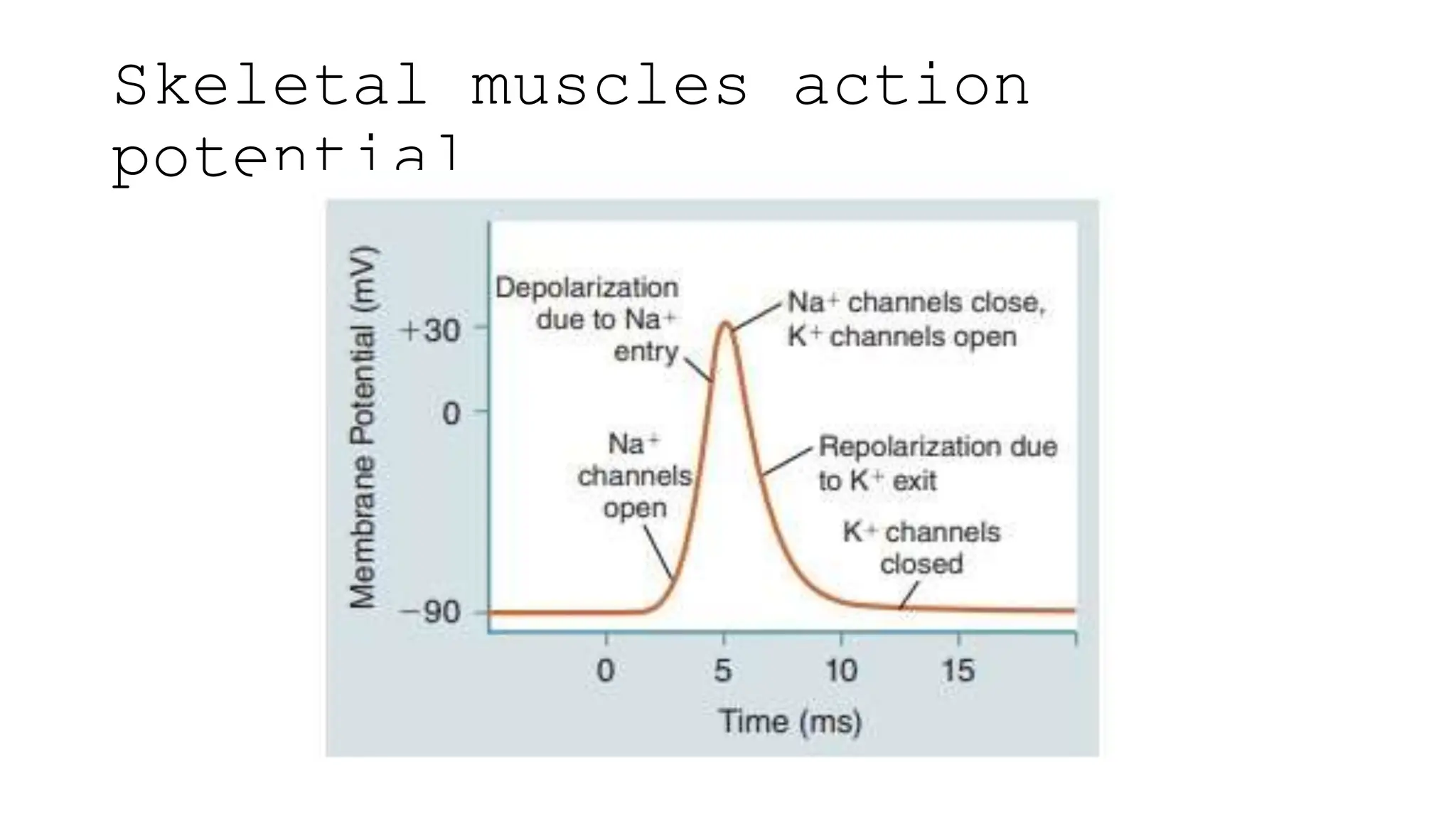 Skeletal muscles action
potential
 