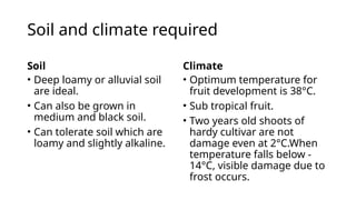 Soil and climate required
Soil
• Deep loamy or alluvial soil
are ideal.
• Can also be grown in
medium and black soil.
• Can tolerate soil which are
loamy and slightly alkaline.
Climate
• Optimum temperature for
fruit development is 38°C.
• Sub tropical fruit.
• Two years old shoots of
hardy cultivar are not
damage even at 2°C.When
temperature falls below -
14°C, visible damage due to
frost occurs.
 