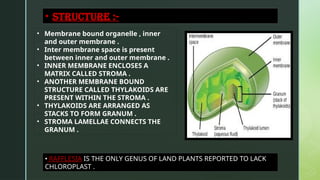 Chloroplast and its different types …….. | PPTX