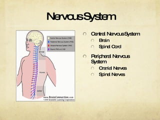 Nervous System Central Nervous System Brain Spinal Cord Peripheral Nervous System Cranial Nerves Spinal Nerves 