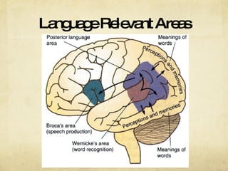 Language Relevant Areas 