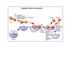 laboratory fermentation