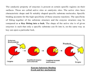 laboratory fermentation