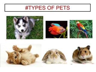 #TYPES OF PETS
 