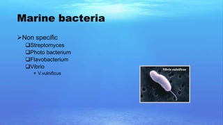 Ocean Microbacteria marine water microbes | PPTX