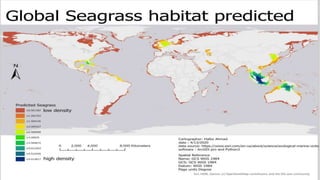 Predicted Seagrass habitat across the shallow ocean 
