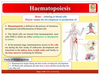  Haematopoiesis is defined as the process of formation,
development and differentiation of blood cells.
 The blood cells are formed from haematopoietic stem
cells (HSCs) which are either multipotent or pluripotent
in nature.
 In the prenatal stage, haematopoiesis occurs in the yolk
sac during the first weeks of embryonic development and
transitions to the spleen, liver, lymph nodes and finally in
the bone marrow continuing for lifetime.
Hemo – referring to blood cells
Poiesis- means the development or production of
Haematopoiesis
 Hematopoiesis begins during the first weeks of embryonic development.
 All blood cells and plasma develop from a stem cell that can develop into
any other cell.
Facts of Hematopoiesis
Image credit- Kuby, immunology
 