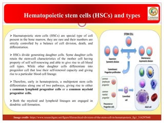  Haematopoietic stem cells (HSCs) are special type of cell
present in the bone marrow, they are rare and their numbers are
strictly controlled by a balance of cell division, death, and
differentiation.
 HSCs divide generating daughter cells. Some daughter cells
retain the stem-cell characteristics of the mother cell having
property of self self-renewing and able to give rise to all blood
cell types. While other daughter cells differentiate into
progenitor cell that lose their self-renewal capacity and giving
rise to a particular blood cell lineage.
 Therefore, early in hematopoiesis, a multipotent stem cells
differentiates along one of two pathways, giving rise to either
a common lymphoid progenitor cells or a common myeloid
progenitor cells.
 Both the myeloid and lymphoid lineages are engaged in
dendritic cell formation.
Hematopoietic stem cells (HSCs) and types
Image credit- https://www.researchgate.net/figure/Hierarchical-division-of-the-stem-cell-in-hematopoiesis_fig1_316297048
 