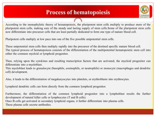 According to the monophyletic theory of hematopoiesis, the pluripotent stem cells multiply to produce more of the
pluripotent stem cells, making sure of the steady and lasting supply of stem cells.Some of the pluripotent stem cells
now differentiate into precursor cells that are least partially dedicated to form one type of mature blood cell.
Pluripotent cells multiply at low pace into one of the five possible unipotential stem cells.
These unipotential stem cells then multiply rapidly into the precursor of the destined specific mature blood cell.
The typical process of hematopoiesis consists of the differentiation of the multipotential hematopoietic stem cell into
either the common myeloid or lymphoid progenitor.
Then, relying upon the cytokines and resulting transcription factors that are activated, the myeloid progenitor can
differentiate into a myeloblast.
This myeloblast leads to granulocyte (basophils, eosinophils, or neutrophils) or monocyte (macrophages and dendritic
cell) development.
Also, it leads to the differentiation of megakaryocytes into platelets, or erythroblasts into erythrocytes.
Lymphoid dendritic cells can form directly from the common lymphoid progenitor.
Furthermore, the differentiation of the common lymphoid progenitor into a lymphoblast results the further
development of natural killer cells or lymphocytes (T and B cells).
Once B cells get activated in secondary lymphoid organs, it further differentiate into plasma cells.
These plasma cells secrete antibodies.
Process of hematopoiesis
 