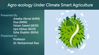 Agro-ecology Under Climate Smart Agriculture
Presented By
Areeba Akmal (6499)
Dua (6666)
Faizan Saeed (6630)
Iqra Abbas (6629)
Esha Shabbir (6654)
Presented to
Professor
Dr. Muhammad Riaz
 