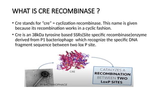 Cre-lox P system basic introduction pptx | PPTX