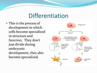 DifferentiationThis is the process of development in which cells become specialized in structure and function.  They don’t just divide during embryonic development, they also become specialized.