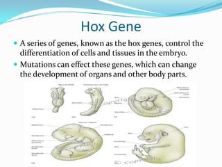 Hox GeneA series of genes, known as the hox genes, control the differentiation of cells and tissues in the embryo.  Mutations can effect these genes, which can change the development of organs and other body parts.