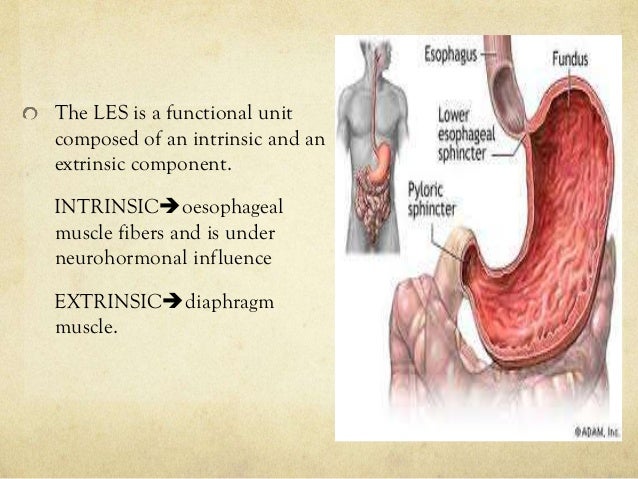 ANATOMY OF ESOPHAGUS WITH PHYSIOLOGY OF DEGLUTITION