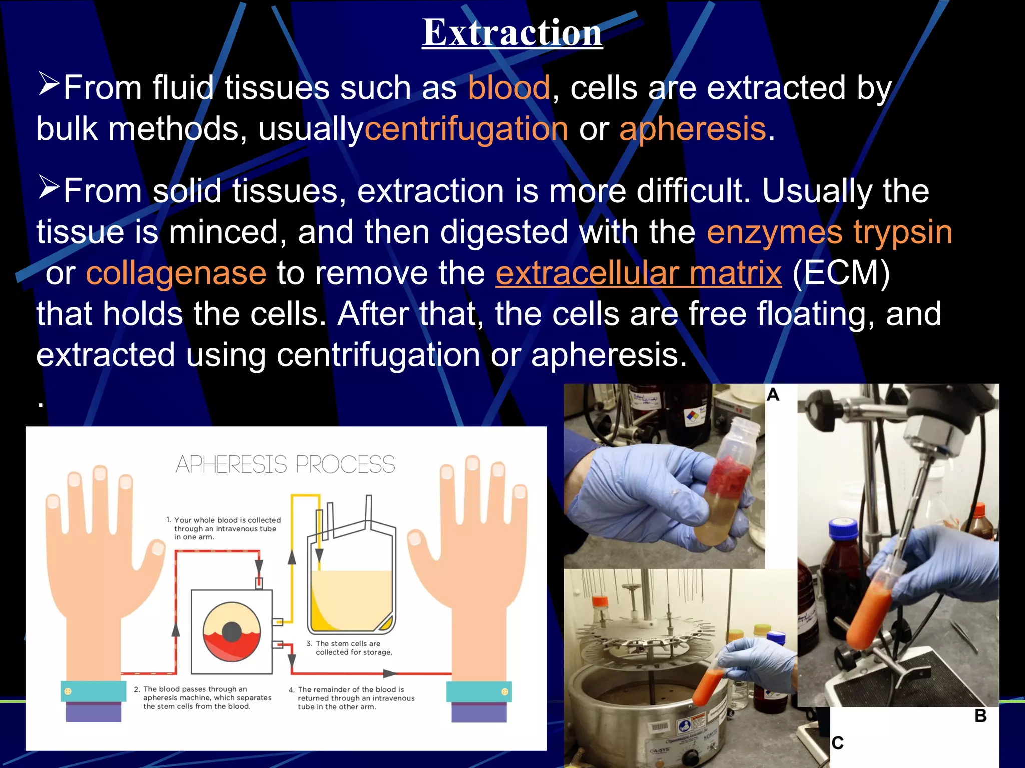 Extraction
From fluid tissues such as blood, cells are extracted by
bulk methods, usuallycentrifugation or apheresis.
From solid tissues, extraction is more difficult. Usually the
tissue is minced, and then digested with the enzymes trypsin
or collagenase to remove the extracellular matrix (ECM)
that holds the cells. After that, the cells are free floating, and
extracted using centrifugation or apheresis.
.
 