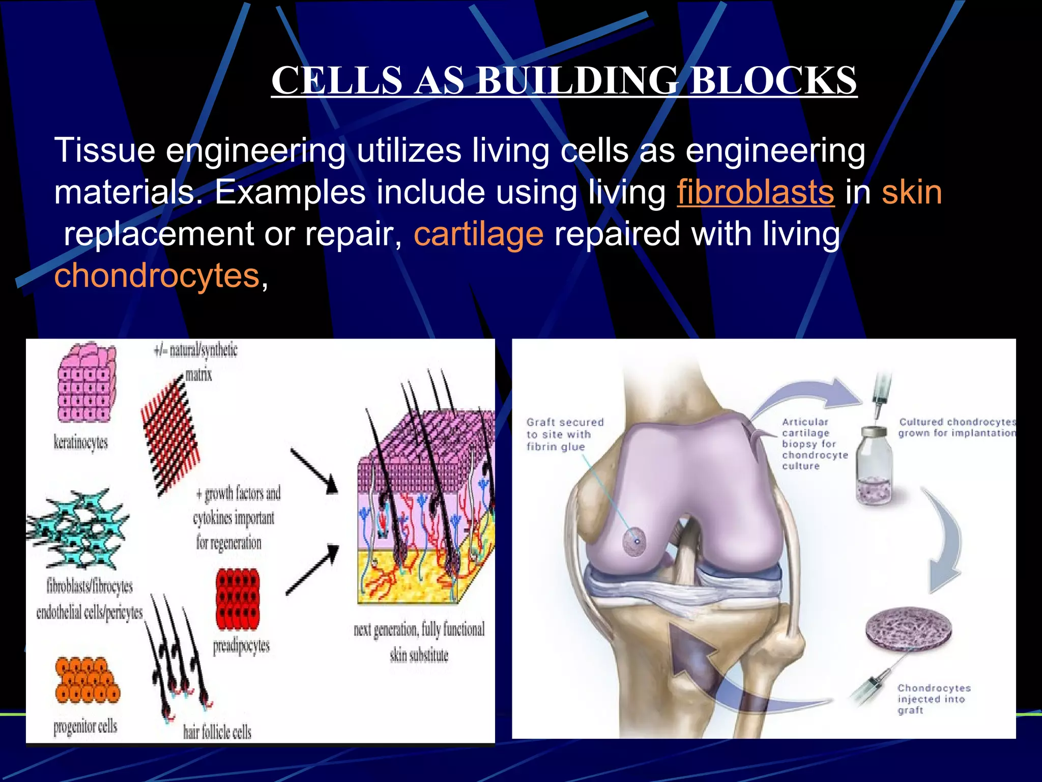 CELLS AS BUILDING BLOCKS
Tissue engineering utilizes living cells as engineering
materials. Examples include using living fibroblasts in skin
replacement or repair, cartilage repaired with living
chondrocytes,
 