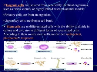 Isogenic cells are isolated from genetically identical organisms,
such as twins, clones, or highly inbred research animal models.
•Primary cells are from an organism.
• Secondary cells are from a cell bank.
 Stem cells are undifferentiated cells with the ability to divide in
culture and give rise to different forms of specialized cells.
According to their source stem cells are divided multipotent,
pluripotent& totipotent.
 