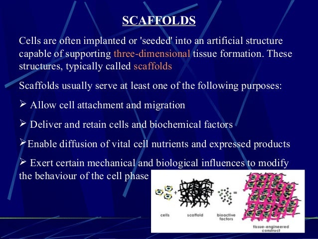 scaffold meaning biology scaffold meaning biology