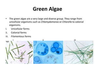 isolation of micro algae from fresh water | PPTX