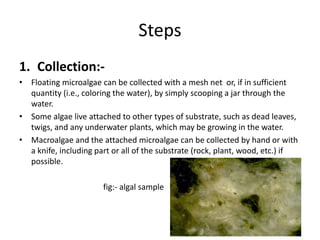 isolation of micro algae from fresh water | PPTX