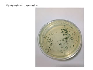 isolation of micro algae from fresh water | PPTX