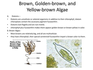 isolation of micro algae from fresh water | PPTX