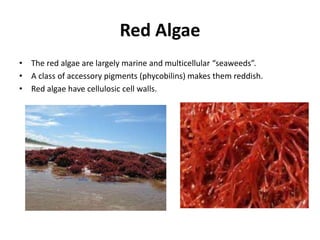 isolation of micro algae from fresh water | PPTX