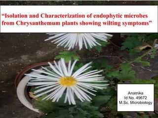 “Isolation and Characterization of endophytic microbes
from Chrysanthemum plants showing wilting symptoms”
Anamika
Id No. 49672
M.Sc. Microbiology
 